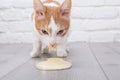 Young red kitten eats dry yeast extract from petri cup