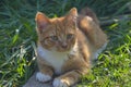 A young red kitten lies on the green grass Royalty Free Stock Photo