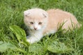 Young red kitten lying in green grass Royalty Free Stock Photo