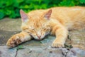 Young Red Kitten Sleeping Royalty Free Stock Photo