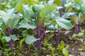 Young red kohlrabi plant in the garden Royalty Free Stock Photo