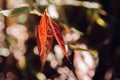 Young red leaves growing from tree trunk leaves growing on ground in tropical forest close up details Royalty Free Stock Photo