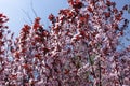 Young red leaves and pink flowers of Prunus pissardii against the sky Royalty Free Stock Photo