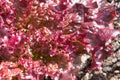 Young red lettuce leaves grow on the garden bed Royalty Free Stock Photo