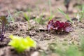 Young Red Lettuce Plant Royalty Free Stock Photo