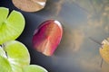 Young red lotus leaf growing in water pot, fresh lotus leaf floating on water, outdoor day light Royalty Free Stock Photo