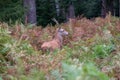 Young red male deer with small antlers, photographed in rutting season in a forest near Lyndhurst, New Forest, Hampshire UK. Royalty Free Stock Photo