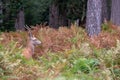 Young red male stag with small antlers, photographed in rutting season in a forest near Lyndhurst, New Forest, Hampshire UK. Royalty Free Stock Photo