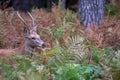 Young red male stag with small antlers, photographed in rutting season in a forest near Lyndhurst, New Forest, Hampshire UK. Royalty Free Stock Photo