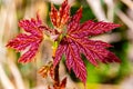 Young red maple leaves in spring Royalty Free Stock Photo