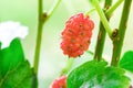 Young red Mulberry fruit on tree Royalty Free Stock Photo