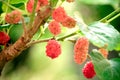 Young red Mulberry fruit on tree Royalty Free Stock Photo