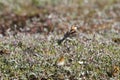 Young red-necked phalarope chicks running around the tundra