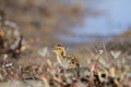 Young red-necked phalarope running on the tundra