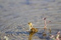 Young red-necked phalarope swimming in water