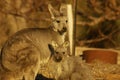 young red-necked wallaby feeding from it's mother