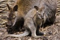 Young red-necked wallaby (Macropus rufogriseus)