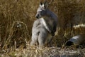 young red-necked wallaby