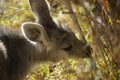 young red-necked wallaby