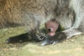 Young red-necked wallaby