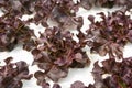 Young red oak, cultivation hydroponic green vegetable