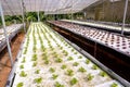 Young red oak, green oak, frillice iceberg , cultivation hydroponic green vegetable in a greenhouse