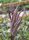 Young Red Okra Plant, Abelmoschus esculentus