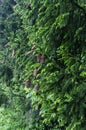 Young red and old brown cones of European spruce Royalty Free Stock Photo