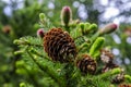 Young red and old brown cones of European spruce Royalty Free Stock Photo