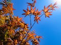 Young red with orange leaves of the Japanese maple Acer Palmatum unfold in early spring Royalty Free Stock Photo