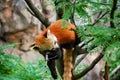 Tired Red Panda down for a nap