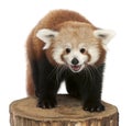 Young Red panda or Shining cat, Ailurus fulgens Royalty Free Stock Photo