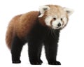 Young Red panda or Shining cat, Ailurus fulgens Royalty Free Stock Photo