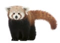 Young Red panda or Shining cat, Ailurus fulgens