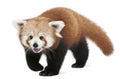 Young Red Panda Or Shining Cat, Ailurus Fulgens, 7 Months Old