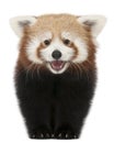 Young Red panda or Shining cat, Ailurus fulgens, 7 months old Royalty Free Stock Photo