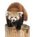 Young Red panda or Shining cat, Ailurus fulgens, 7 months old Royalty Free Stock Photo