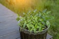 Young red pepper seedlings ready for planting in the soil