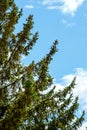 Young Red Pine Cones Growing on the Branches of a Green Fir Tree