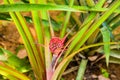 Young red pineaple on tree in garden