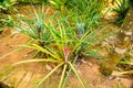 Young red pineaple on tree in garden