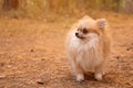 Young red pomeranian mini spitz outdoors in autumn park