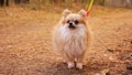 Young red pomeranian mini spitz outdoors in autumn park