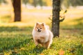 Young Red Puppy Pomeranian Spitz Puppy Dog Play Outdoor In Autum