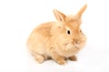 Young red rabbit Royalty Free Stock Photo