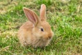 Young red rabbit on grass. Royalty Free Stock Photo