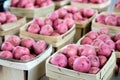 Young red raw potatoes in basket Royalty Free Stock Photo