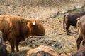 A young red Scottish bull looks at the buttocks of cows standing in front of him with their backs to him. The concept of choosing Royalty Free Stock Photo