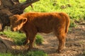 Young Red Scottish Highland Calf Royalty Free Stock Photo