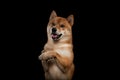 Young red shiba inu boy Royalty Free Stock Photo